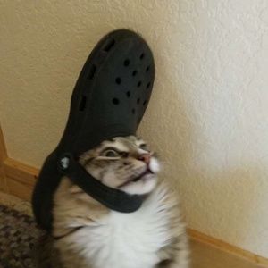 Meet your Posher, Gracie